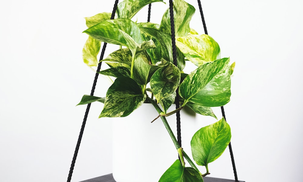 欧冠联赛决赛现场激烈角逐的高清直播画面